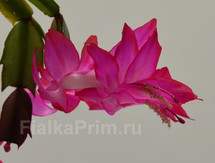 Schlumbergera  