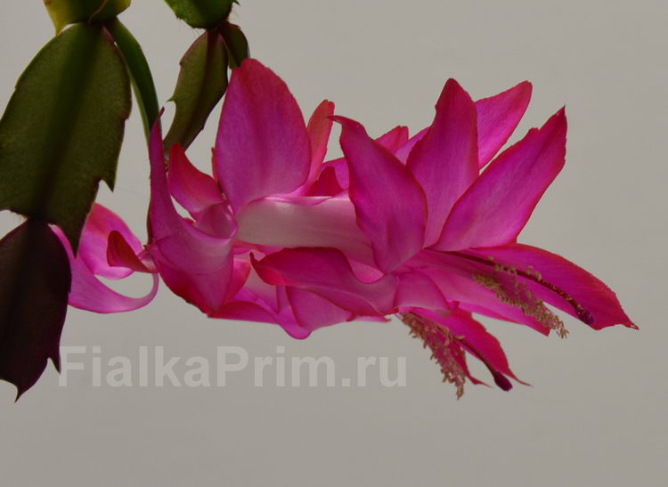 Schlumbergera  