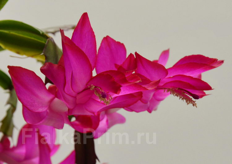 Schlumbergera  