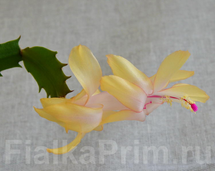 Schlumbergera Cambridge