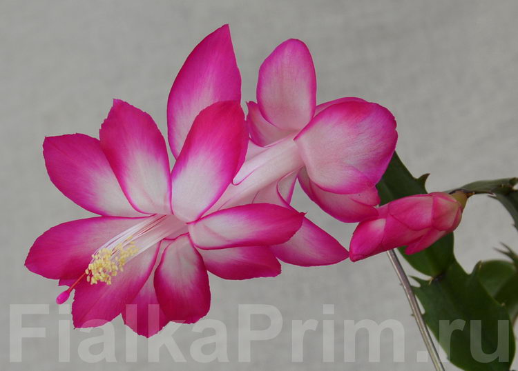 Schlumbergera Dark Eva