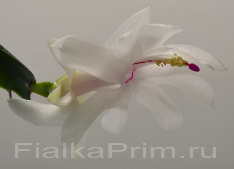 Schlumbergera Malissa