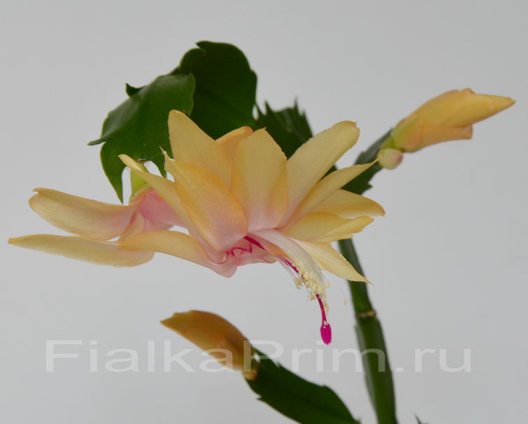 Schlumbergera Gold Charm