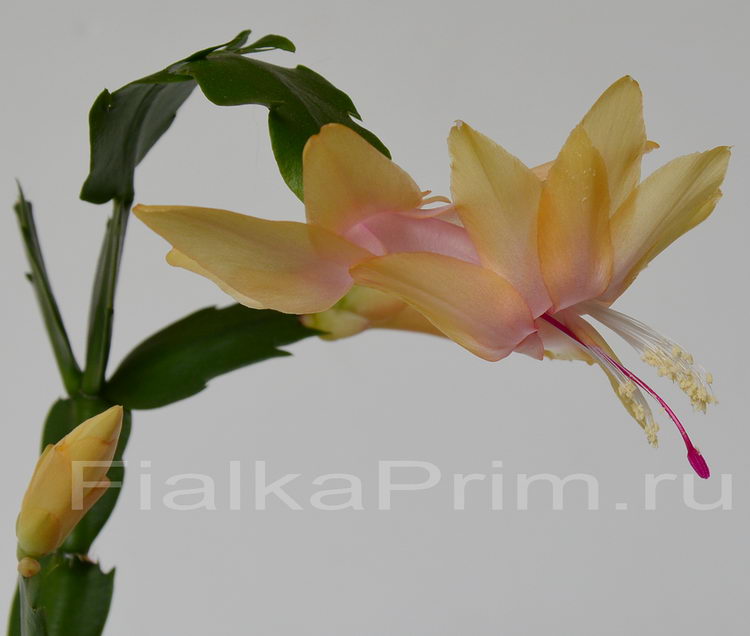 Schlumbergera Gold Charm