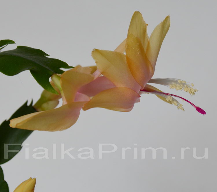 Schlumbergera Gold Charm