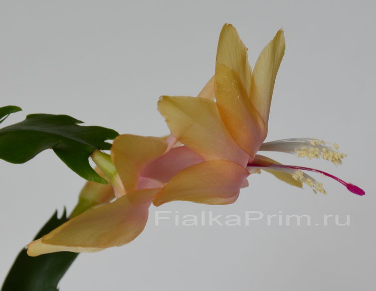 Schlumbergera Gold Charm