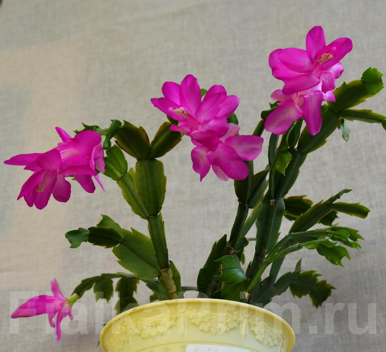 Schlumbergera Polka Dancer