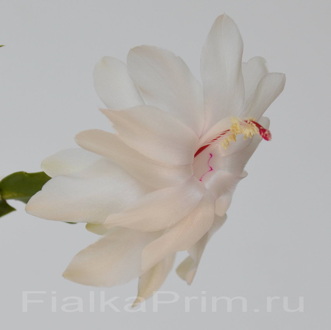 Schlumbergera Sao Paulo Brazil