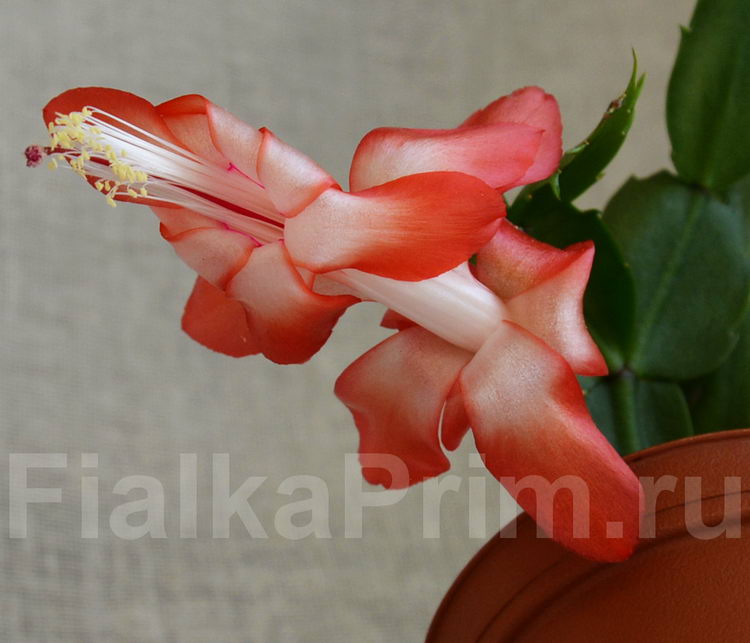 Schlumbergera Sunset Dancer