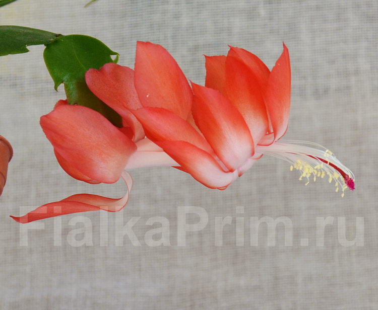 Schlumbergera Sunset Dancer