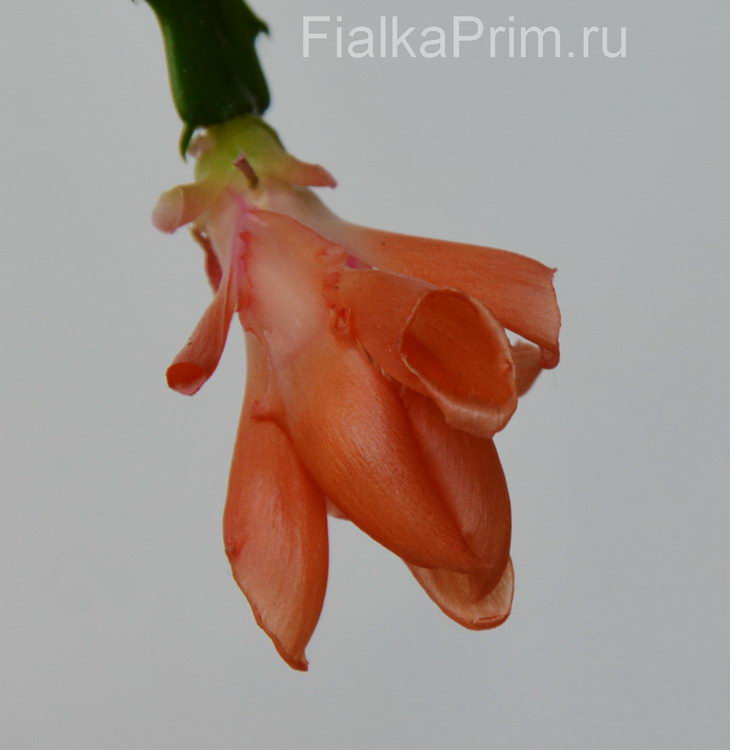 Schlumbergera Thor Wild Cactus Orange