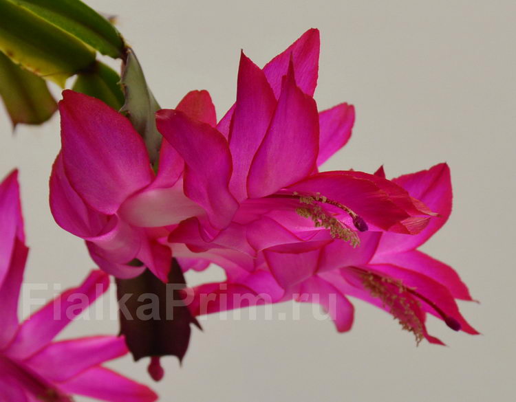 Schlumbergera  