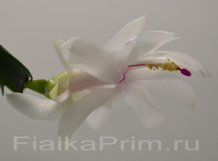 Schlumbergera Malissa