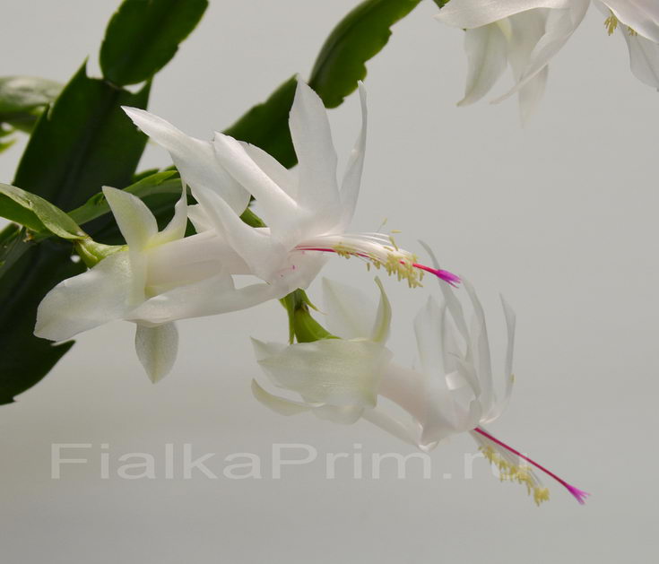 Schlumbergera Novembro Brasil