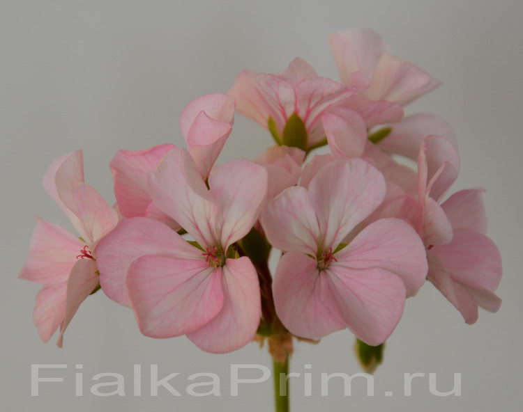 Positano Light Pink