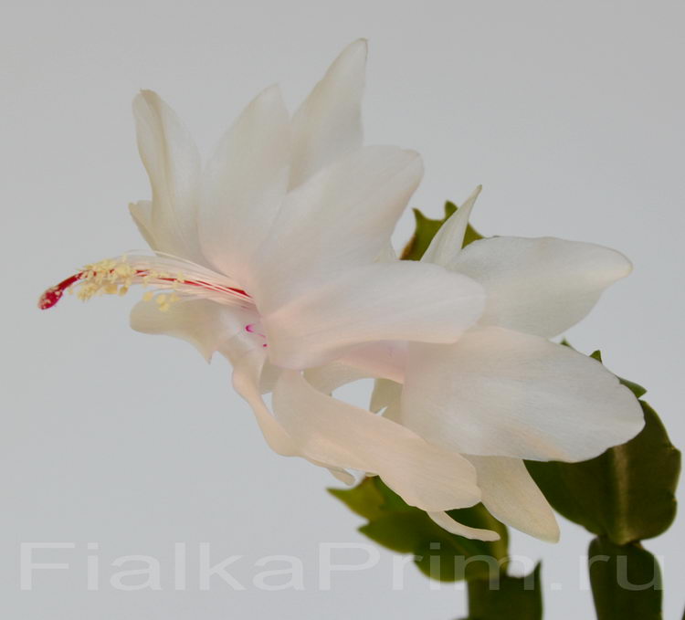 Schlumbergera Sao Paulo Brazil