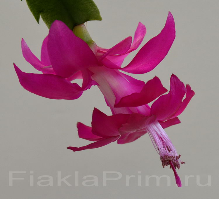 Schlumbergera St.Charles